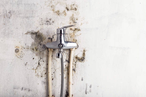 Best Mold Remediation  in Parrish, AL