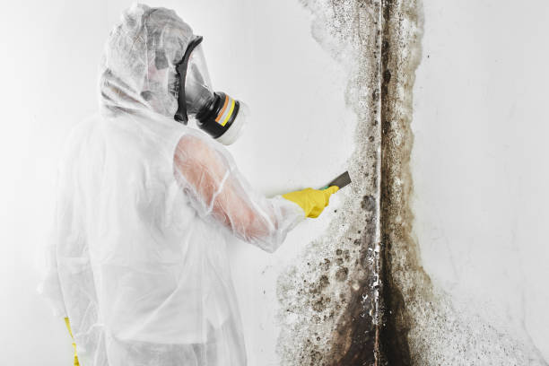 Best Attic Mold Removal  in Parrish, AL