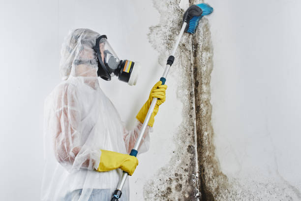 Best Mold Removal Process  in Parrish, AL