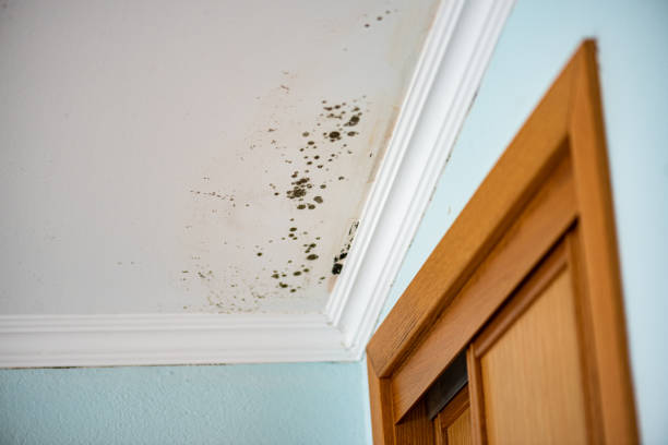 Best Mold Testing  in Parrish, AL
