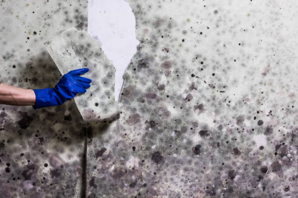 Best Toxic Mold Removal  in Parrish, AL