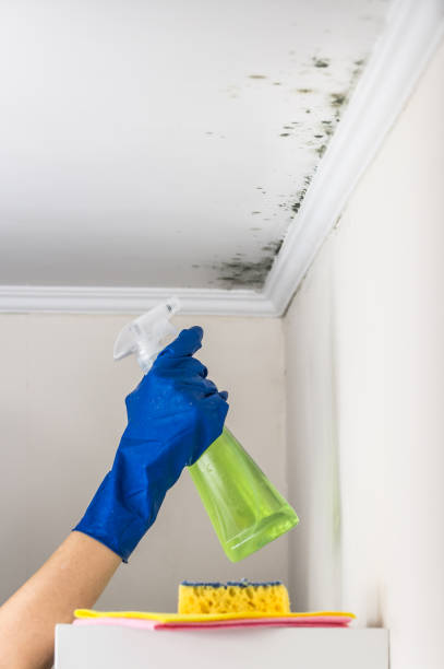 Best Local Mold Removal Service  in Parrish, AL